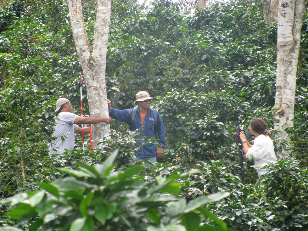 coffee production in peru