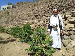 coffee production in yemen
