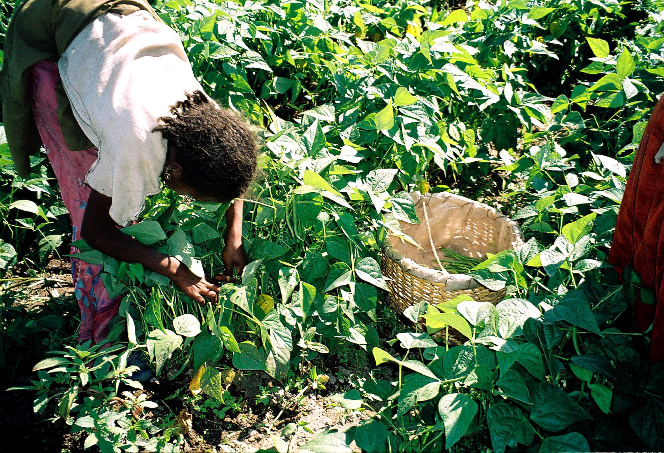 Ethiopia woman harvesting green beans