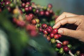 harvesting of coffee beans