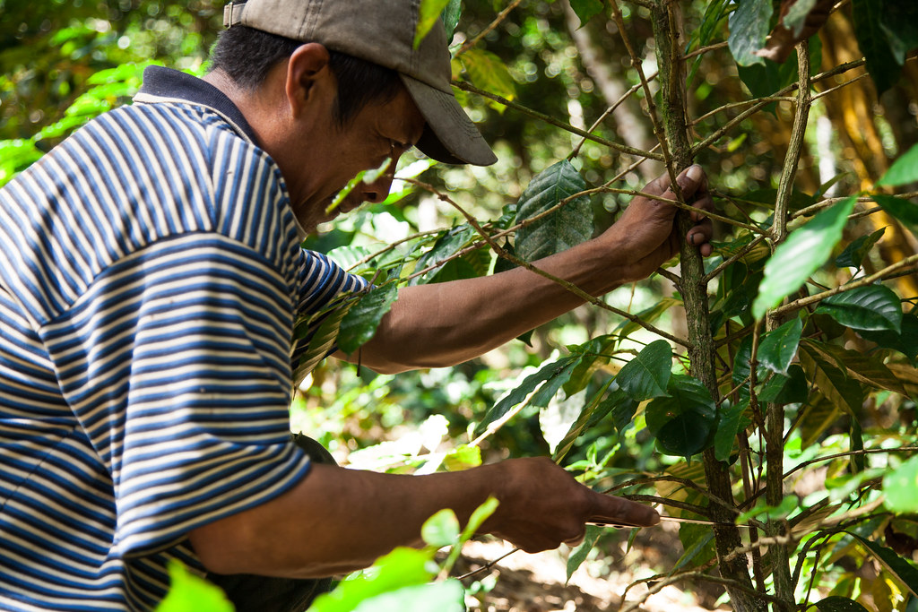 nicaragua harvesting of coffee