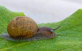 slugs killed by coffee ground