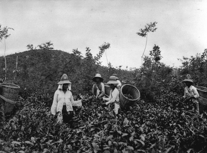 sumatran coffee history